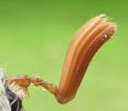 Hanneton commun (Melolontha melolontha), sensilles sur antenne mâle.