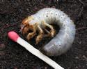 Hanneton commun (Melolontha melolontha), larve, photo 2.