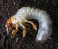 Hanneton commun (Melolontha melolontha), larve, photo 1.