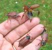 Hanneton commun (Melolontha melolontha),  envols d'adultes en main, photo 1.