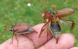 Hanneton commun (Melolontha melolontha),  envols d'adultes en main, photo 2.