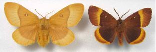 couple de Minime à bandes jaunes (Lasiocampa quercus)