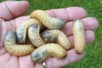 Cétoines érugineuses (Cetonia aeruginosa), larves en main.