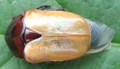 La grande cétoine bleue (Eupotosia mirifica),  chromatogenèse, photo 1.