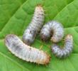 La grande cétoine bleue (Eupotosia mirifica),  jeunes larves, photo 2