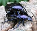 La grande cétoine bleue (Eupotosia mirifica),  accouplement, photo 1.