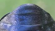 La grande cétoine bleue (Eupotosia mirifica),  sternite femelle.
