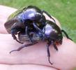 La grande cétoine bleue (Eupotosia mirifica),  accouplement, photo 5