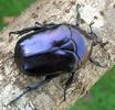 La grande cétoine bleue (Eupotosia mirifica), adulte, photo 2