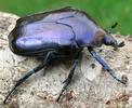 La grande cétoine bleue (Eupotosia mirifica), adulte, photo 4