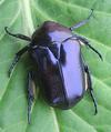 La grande cétoine bleue (Eupotosia mirifica), adulte, photo 3