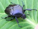 La grande cétoine bleue (Eupotosia mirifica), adulte, photo 1.