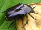 La grande cétoine bleue (Eupotosia mirifica), scène d'élevage, photo 3