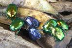 La grande cétoine bleue (Eupotosia mirifica), scène d'élevage, photo 8