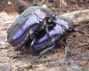La grande cétoine bleue (Eupotosia mirifica),  accouplement, photo 3