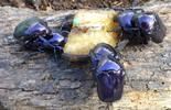 La grande cétoine bleue (Eupotosia mirifica), scène d'élevage, photo 3