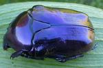 La grande cétoine bleue (Eupotosia mirifica),  chromatogenèse, photo 6