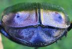 La grande cétoine bleue (Eupotosia mirifica), pygidium femelle.