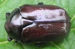 La grande cétoine bleue (Eupotosia mirifica),  chromatogenèse, photo  5