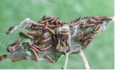 chenilles de Morio (Nymphalis antiopa) au stade 1 (photo 1)