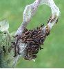 chenilles de Morio (Nymphalis antiopa) au stade 1 (photo 4)
