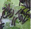 chenilles de Morio (Nymphalis antiopa) au stade 2 (photo 1)