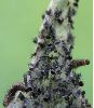 chenilles de Morio (Nymphalis antiopa) au stade 2 (photo 3)