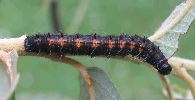 chenille de Morio (Nymphalis antiopa) au stade 3 (gros plan)