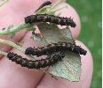 chenilles de Morio (Nymphalis antiopa) au stade 3 (photo 4)