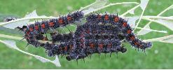 chenilles de Morio (Nymphalis antiopa) au stade 5 (photo 2)