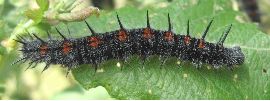 chenille de Morio (Nymphalis antiopa) au stade 5 (gros plan)
