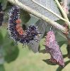chrysalide et chenille en pr&eacute;-nymphose de Morio (Nymphalis antiopa)