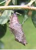 chrysalide de Morio (Nymphalis antiopa)