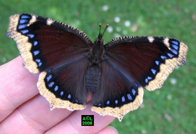 Photo du papillon Morio