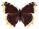 Morio (Nymphalis antiopa), exemplaire de collection