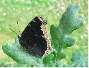 Morio (Nymphalis antiopa) sur le vf, photo 4