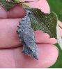 chrysalide de Morio (Nymphalis antiopa) pr&ecirc;te &agrave; &eacute;clore