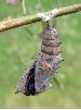 eclosion d'un Morio (Nymphalis antiopa), photo 1 