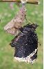 eclosion d'un Morio (Nymphalis antiopa), photo 9
