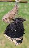 eclosion d'un Morio (Nymphalis antiopa), photo 10