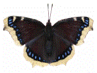 Morio (Nymphalis antiopa)