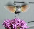 Moro-sphinx ou Sphinx colibri (Macroglossum stellatarum), adulte en vol,  photo 3.
