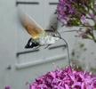 Moro-sphinx ou Sphinx colibri (Macroglossum stellatarum), adulte en vol,  photo 4.