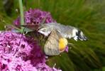 Moro-sphinx ou Sphinx colibri (Macroglossum stellatarum), adulte en  vol, photo 3.