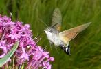 Moro-sphinx ou Sphinx colibri (Macroglossum stellatarum), adulte en  vol, photo 4.