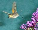 Moro-sphinx ou Sphinx colibri (Macroglossum stellatarum), adulte en  vol, photo 9.