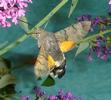 Moro-sphinx ou Sphinx colibri (Macroglossum stellatarum), adulte en vol, photo 10.