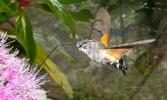 Moro-sphinx ou Sphinx colibri (Macroglossum stellatarum), adulte en vol, photo 5.