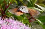 Moro-sphinx ou Sphinx colibri (Macroglossum stellatarum), adulte en  vol, photo 2.