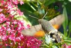 Moro-sphinx ou Sphinx colibri (Macroglossum stellatarum), adulte en  vol, photo 5.